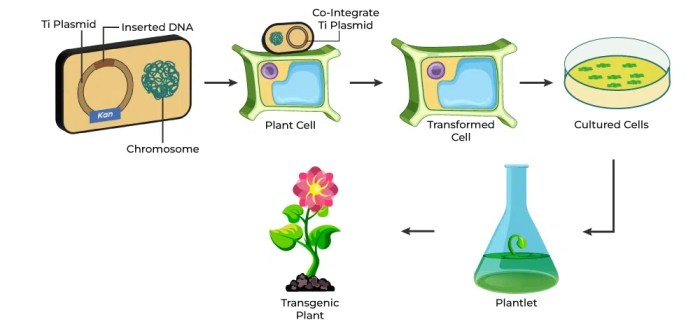 Pengertian Bioteknologi Dan Aplikasinya Dalam Kehidupan