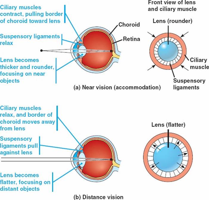 Pupil dilated davis hart mydriatic cycloplegic drug