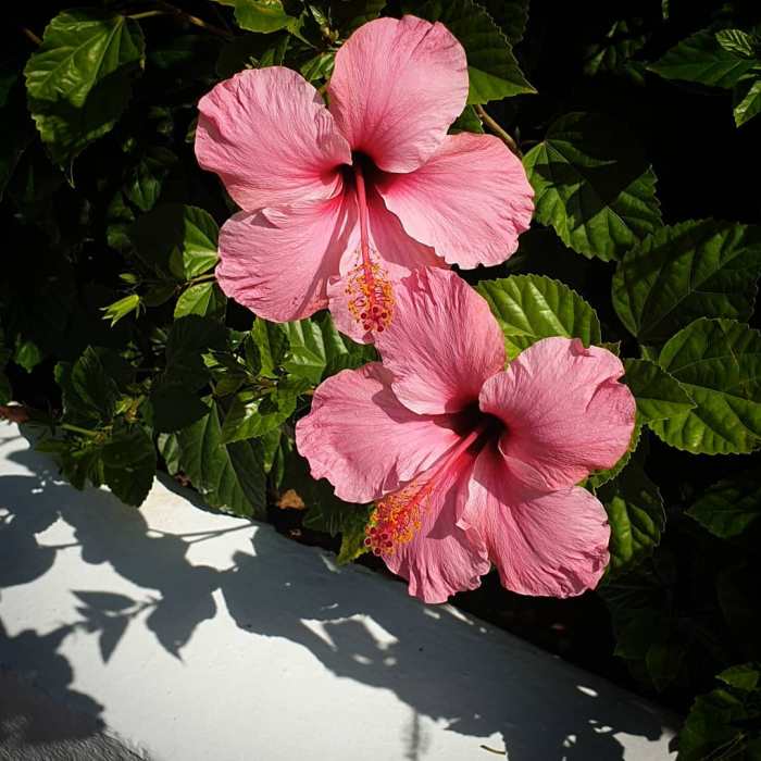 Hibiscus origins meanings