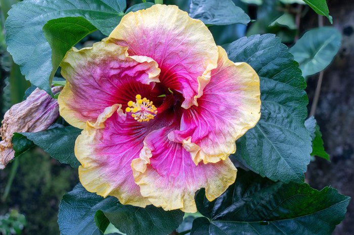 Flowers hibiscus flower wallpaper