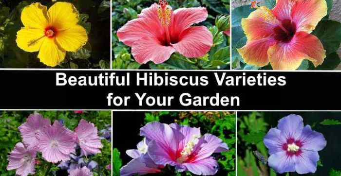 Hibiscus varieties shrubs