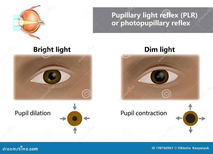 Fungsi pupil pada mata manusia