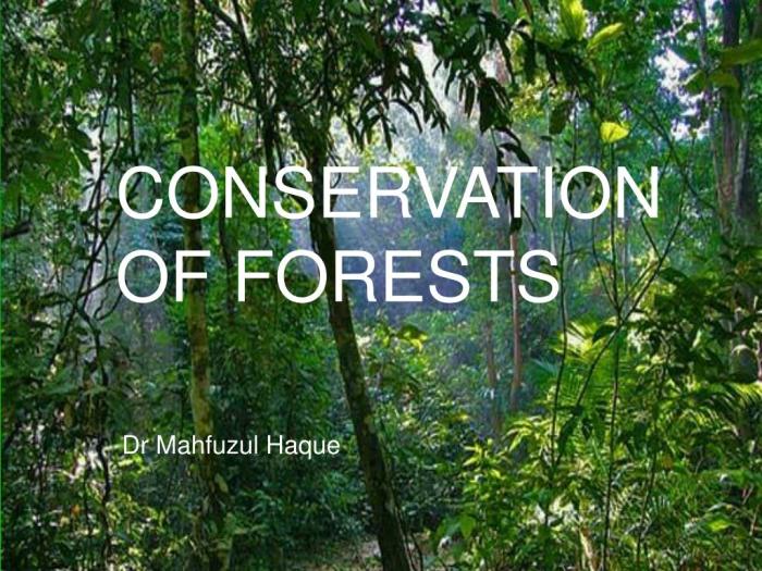 Forests conserve transpirasi rispettare reforestation macam bellezza erosion protect getinfolist che gap