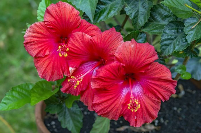 Hibiscus rosa sinensis shrub